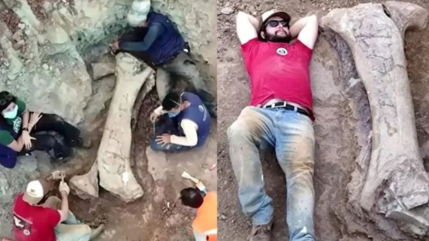 Descoberta de nova espécie de dinossauro gigante reforça importância científica do Brasil