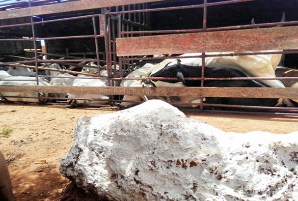 Caminhão carregado com gado tomba em Livramento 