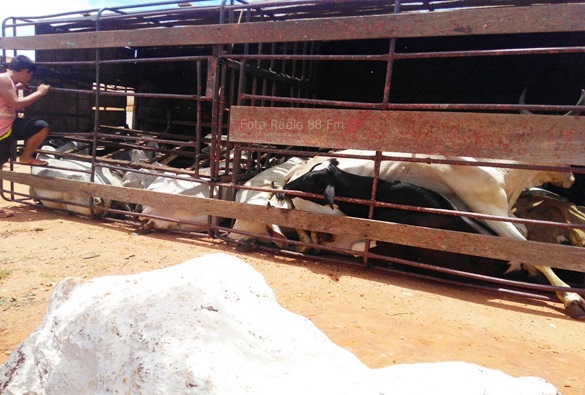 Caminhão carregado com gado tomba em Livramento 