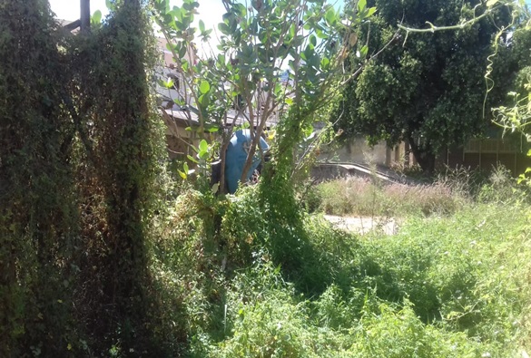 Quantidade de mato toma conta na antiga sede do Ciretran e moradores próximos ao imóvel temem incêndio