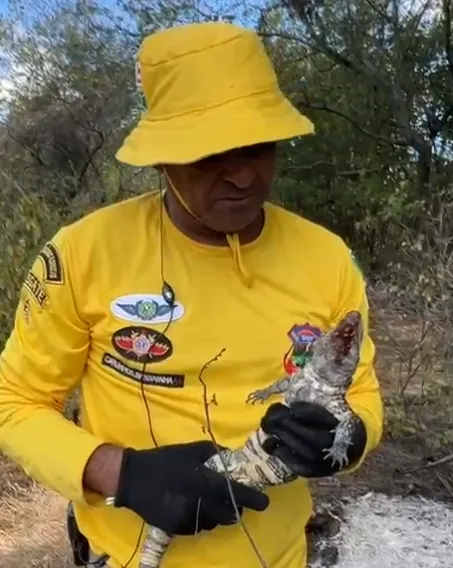 Teiú fica ferido após incêndio criminoso em Livramento