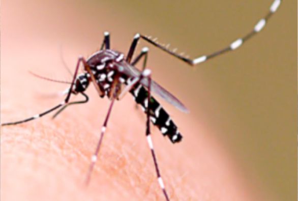 Instituto recruta voluntários para teste de primeira vacina contra chikungunya