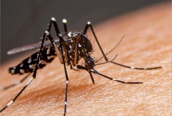 Livramento está com surto de dengue