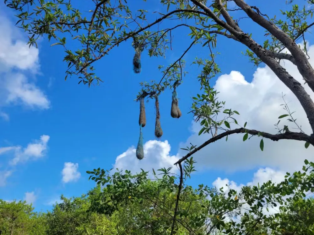 Pássaros usam plástico para construir ninhos e preocupam pesquisadores