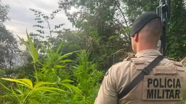 Operação “Quintal Limpo” encontra 3 mil pés de maconha e prende suspeito em Caetité