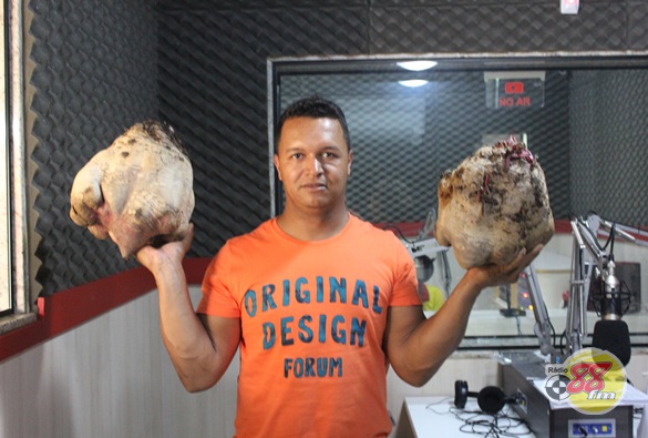 Pesando 7,990 Kg  mais uma beterraba gigante é colhida em Veredinha Zona Rural de Livramento