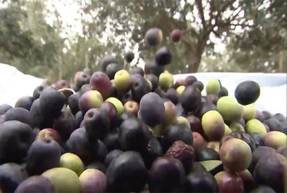 Município gera cinco toneladas na primeira safra de azeitona, segundo dados do IBGE