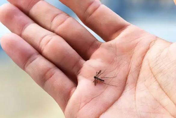 Aumento de casos de zica vírus no ES e em todo Brasil