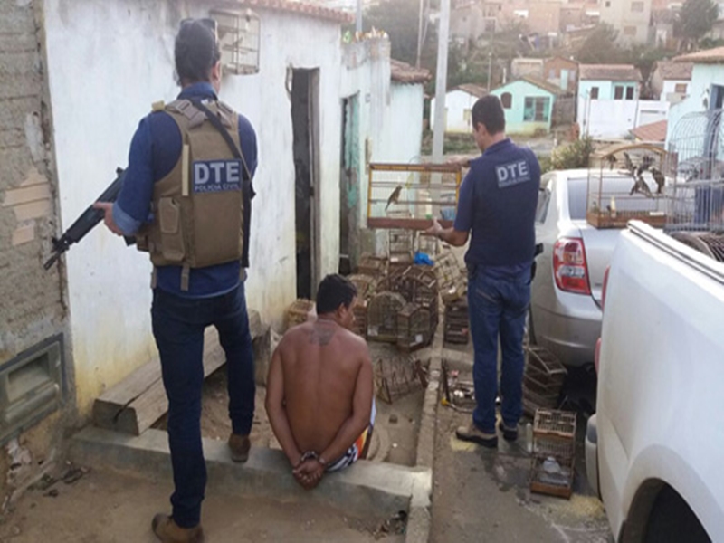 Conquista: Polícia descobre plantação de maconha 