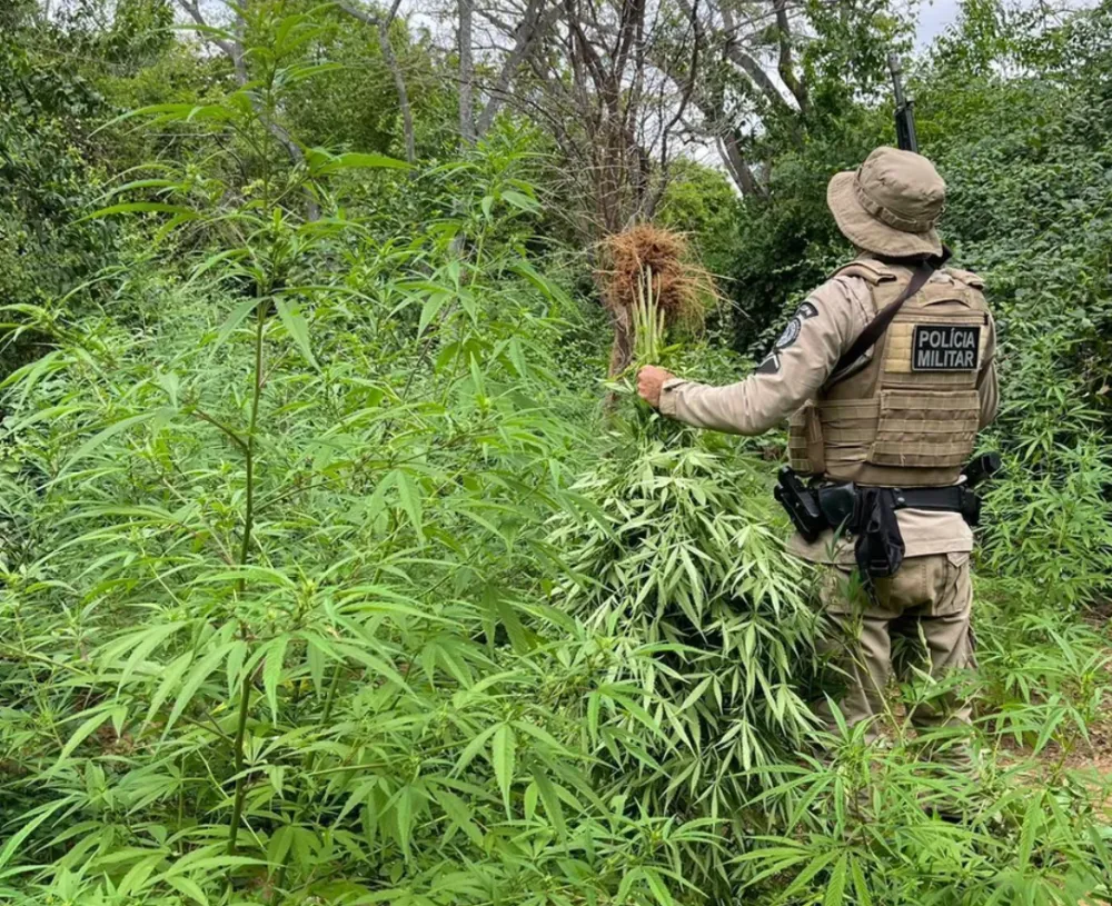 Polícia descobre plantação com 50 mil pés de maconha em Iramaia