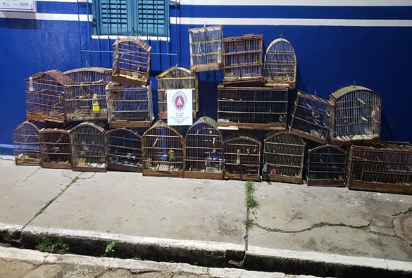 Animais silvestres são encontrados e apreendidos em Livramento   