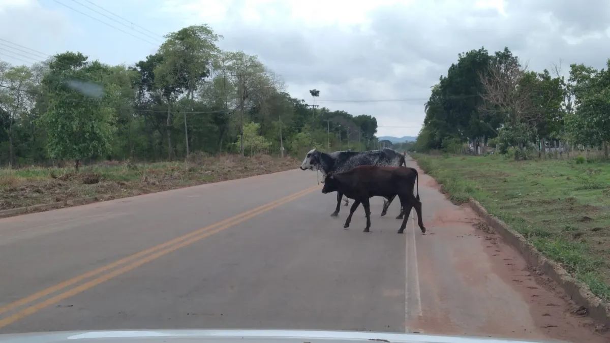 MPBA recomenda medidas para prevenir acidentes com animais na BR-116