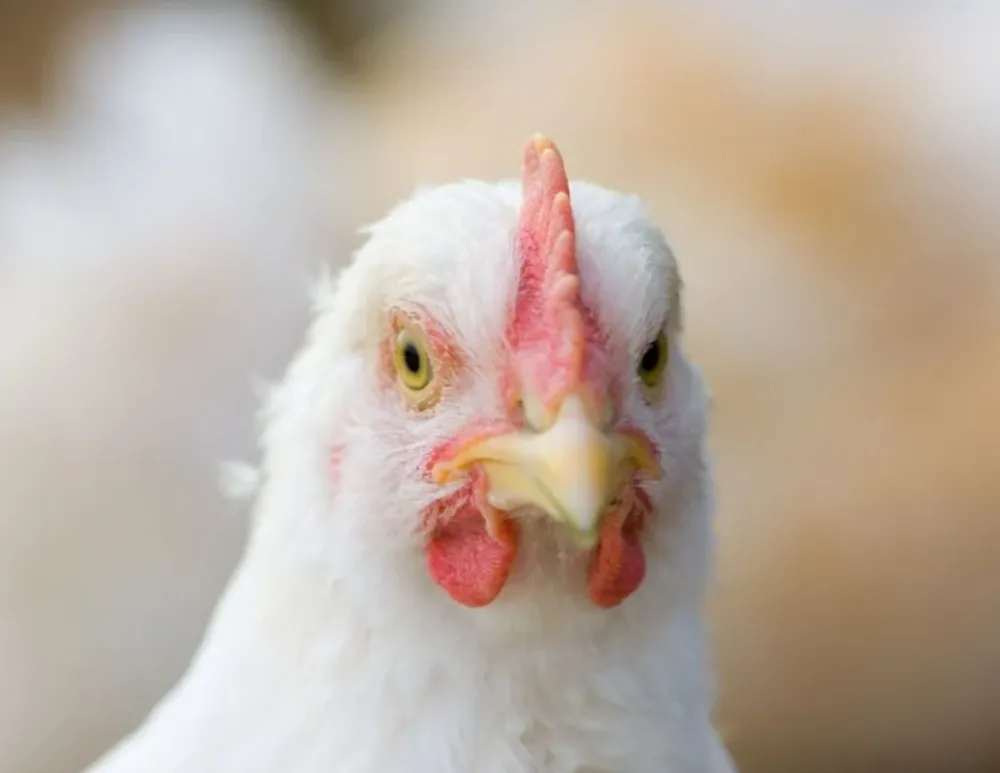 Brasil confirma primeiro caso de gripe aviária em granja comercial