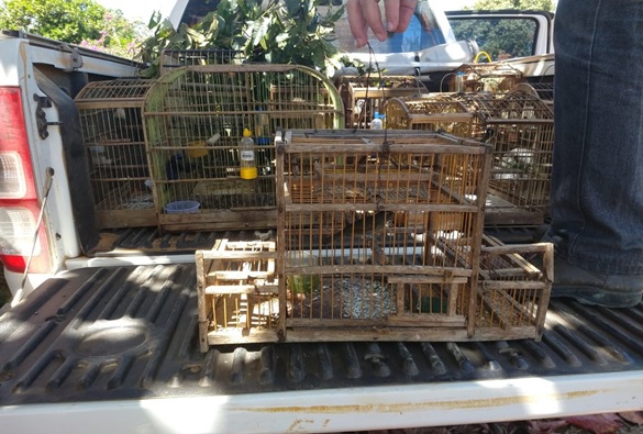 Pássaros são apreendidos em cativeiro clandestino 