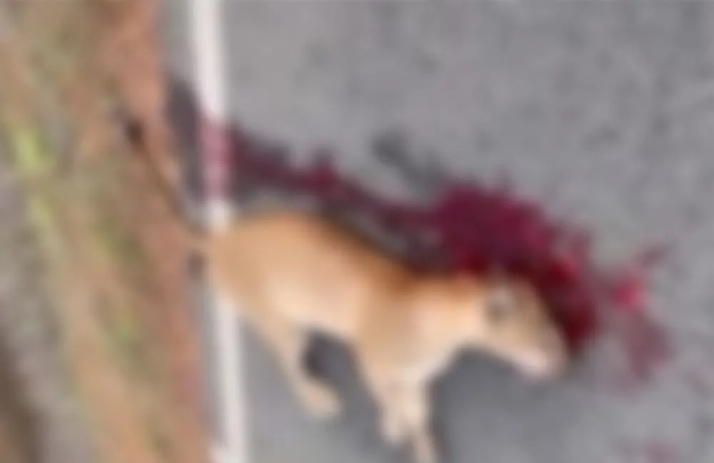 Onça é encontrada morta entre Tanhaçu e Ituaçu