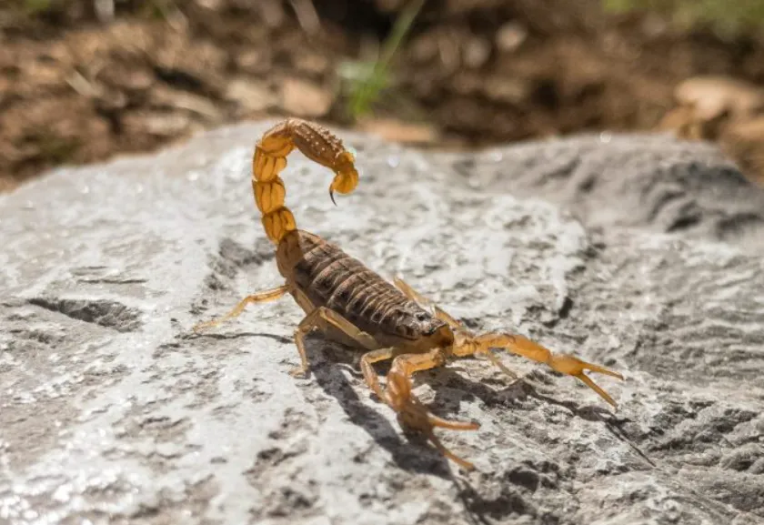 Acidentes com escorpiões disparam na Bahia e acendem alerta