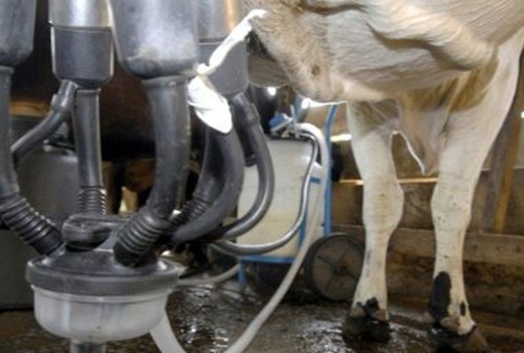 Bahia teve a maior alta no preço do leite em outubro