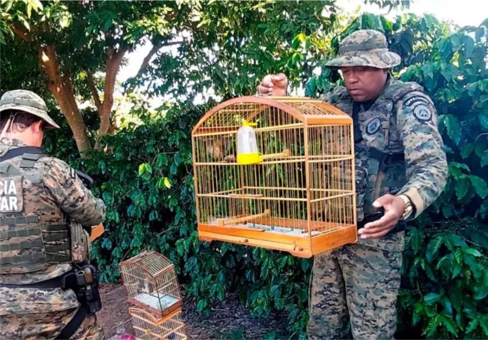 Moradores entregam aves silvestres e gaiolas durante ação ambiental em Ibicoara