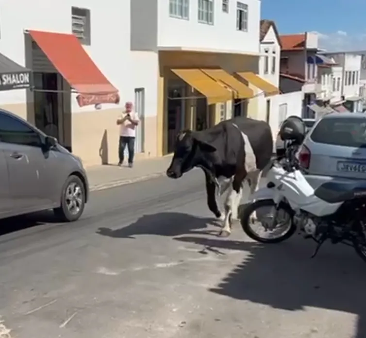 Vaca solta no centro de Livramento protagoniza momento inusitado para condutores