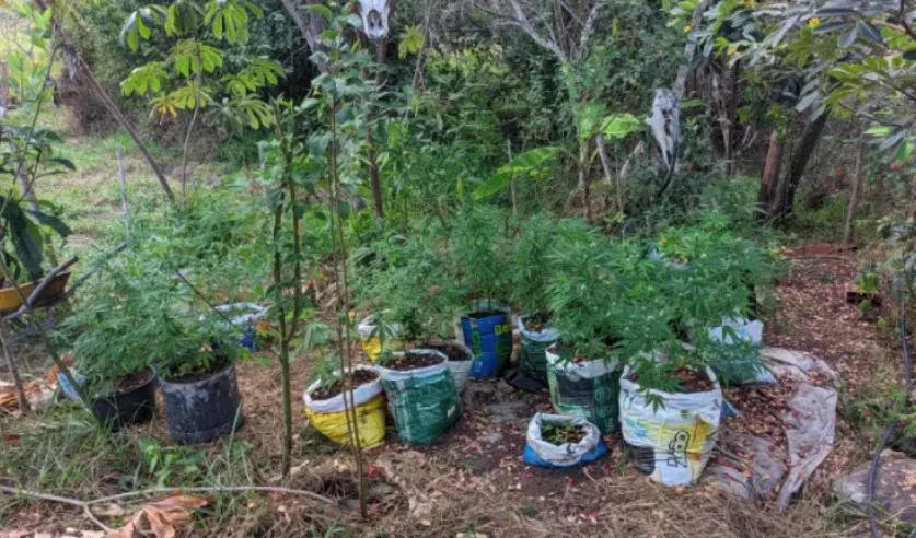 Plantação de maconha é descoberta pela polícia em Ibicoara