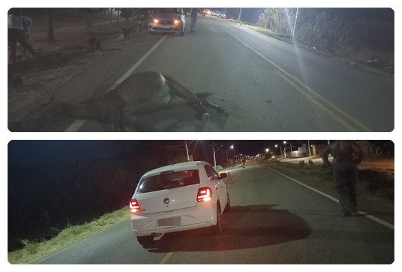 Motorista bate veículo em animal solto na Avenida Paramirim em Livramento