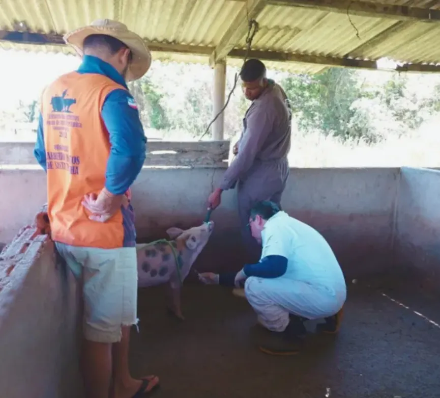 Adab inicia quarto ciclo do Plano de Vigilância contra Peste Suína na Bahia
