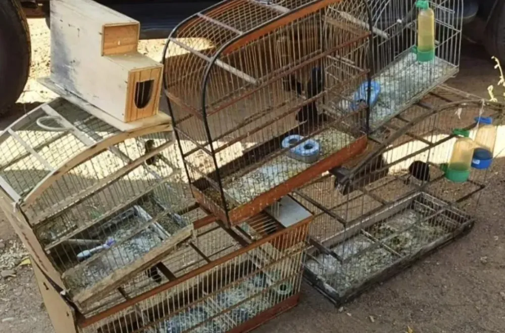 Aves silvestres são resgatadas de cativeiro ilegal em Abaíra