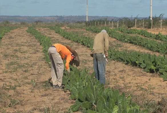 Em trabalho de ressocialização presos trabalham em plantação de palma na Bahia para reduzir pena