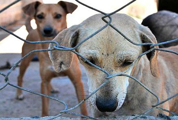 Senado pode votar hoje pena de prisão para quem maltratar animais