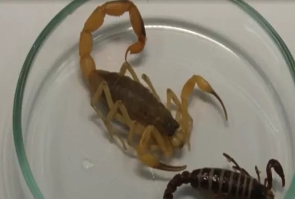 N° de picadas de escorpiões aumenta 17% em Vitória da Conquista nos últimos seis meses