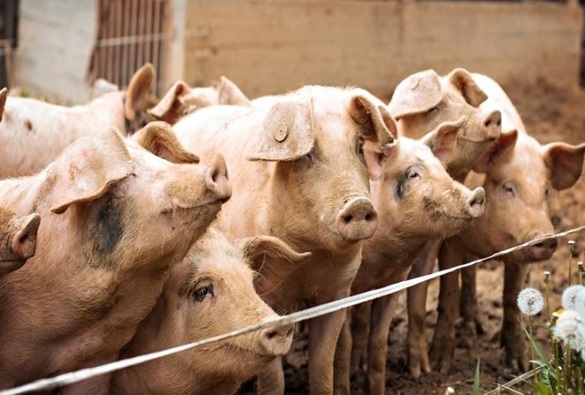 Bahia mantém status de zona livre de peste suína clássica 
