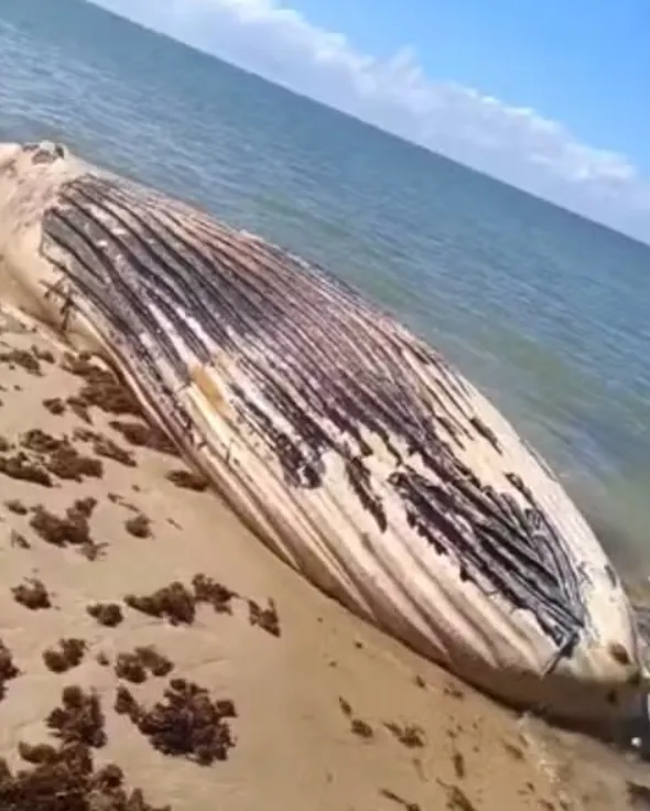 Baleia Jubarte é encontrada morta em praia da Bahia