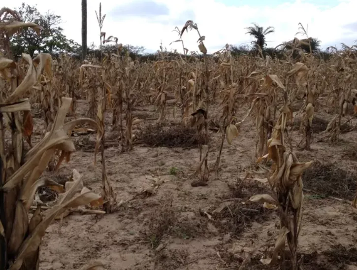 Governo Federal declara situação de emergência em quatro cidades baianas devido à seca