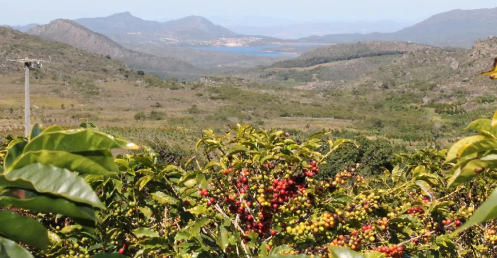 Produção agrícola é alternativa econômica para juventude em Rio de Contas