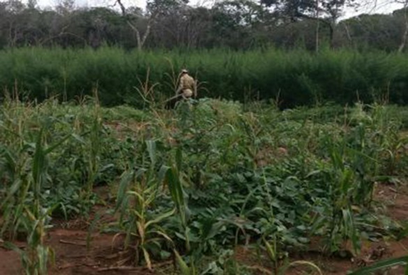 Xique-Xique: Ação descobre 20 mil pés de maconha; 'roça' tinha sistema de irrigação