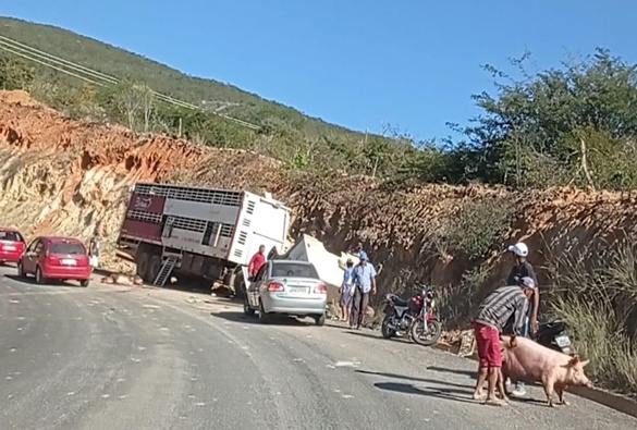 Caminhão carregado com porcos tomba na BA-148; populares saqueiam carga