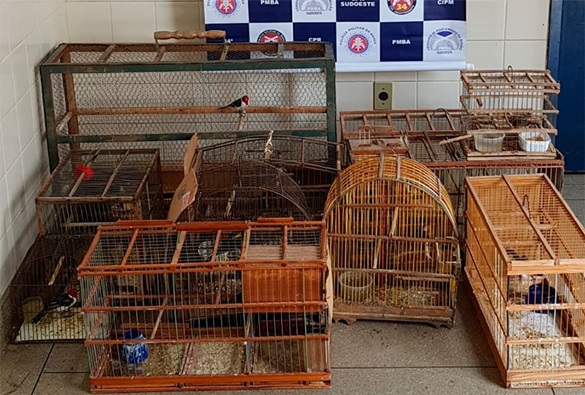 Polícia Militar apreende pássaros silvestres na cidade de Brumado 