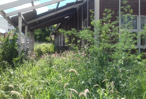 Quantidade de mato toma conta na antiga sede do Ciretran e moradores próximos ao imóvel temem incêndio