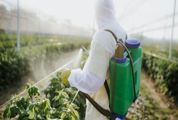 Agrotóxicos são 'afronta a saúde' e tornam nocivos alimentos que deveriam ser benéficos