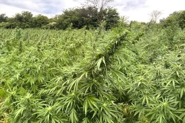Operação Colheita Proibida: PF desarticula rede de tráfico interestadual de maconha com alvos em três estados