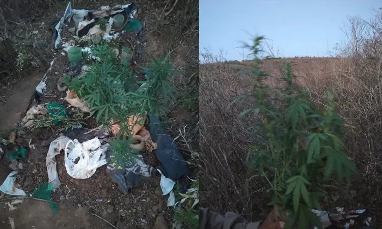 PM erradica mudas semelhantes à maconha na zona rural de Iramaia