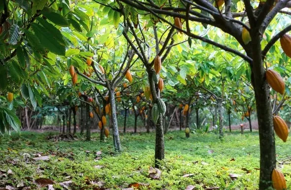 Mudanças climáticas ameaçam a produção de cacau no Brasil e no mundo