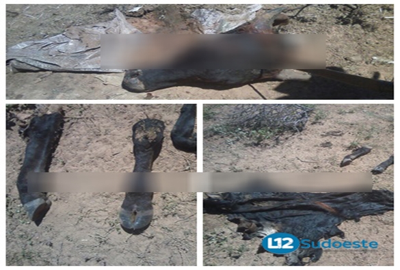 Bandidos invadem propriedade, mata animal e furtam carne em Livramento