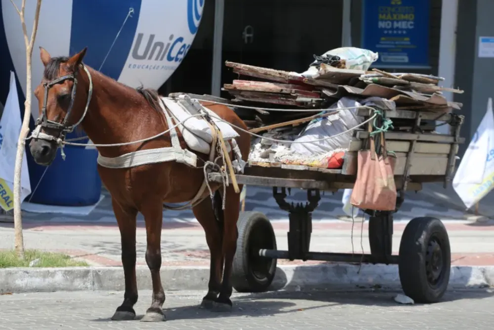 Carroças puxadas por animais podem ser proibidas no Brasil