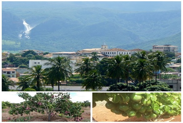 Livramento: Maior produtor de maracujá da Bahia; e segundo maior produtor de manga