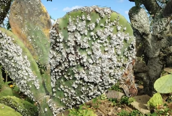 Livramento e cidades da região estão com a praga da Cochonilha do Carmim