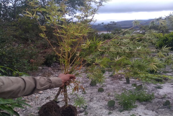 Polícia Militar apreende pés de maconha em propriedade rural