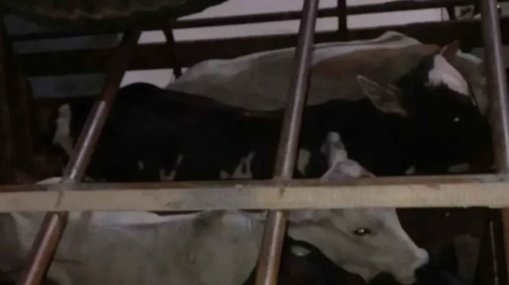 CIPRv apreende veículo com transporte irregular de gado em Brumado