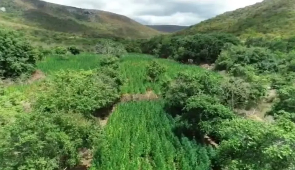 Advogado é preso por ligação com fazenda de maconha na Chapada Diamantina