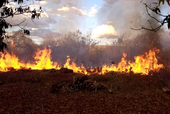 Fogo atinge vegetação às margens de BR na região do município de Barreiras